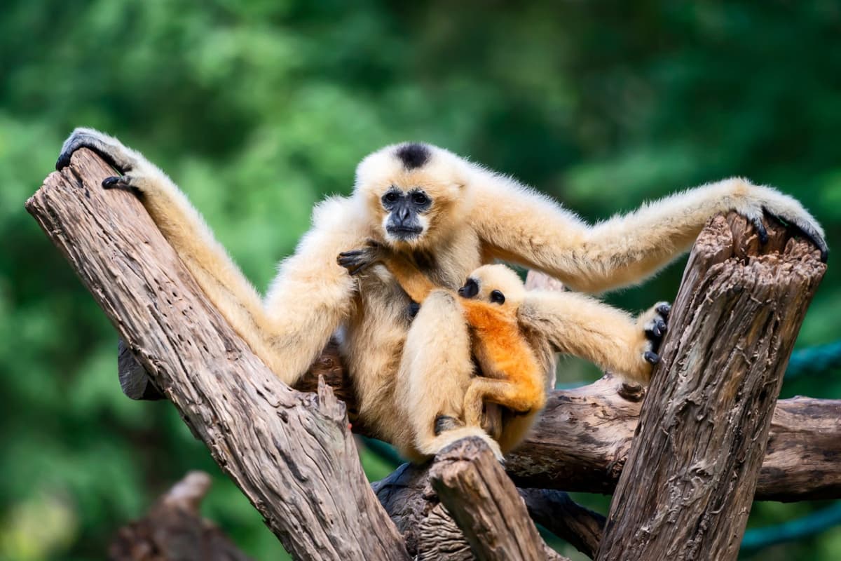 White-cheeked Gibbon belongs to the genus Nomascus, a crested gibbon group known for their striking facial markings.